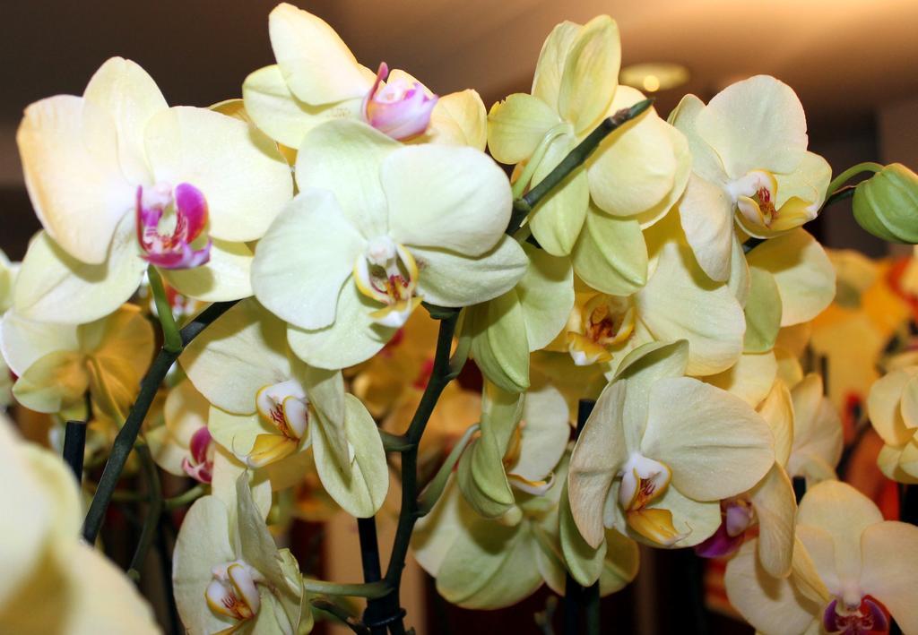 The New Midi 4* Genève